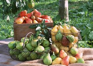 スタプロはホストクラブの新たな形態